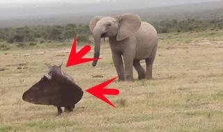 大象的耳朵像什么又像什么造句 大象耳朵像什么